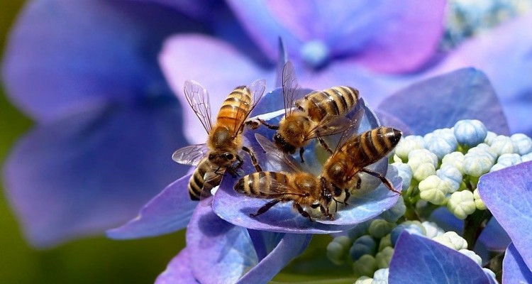 Giornata delle api, WWF: una petizione per salvare api e agricoltori