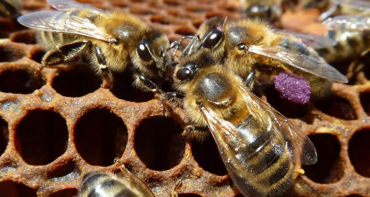 L’ape nera del Ponente ligure è un nuovo Presidio Slow Food