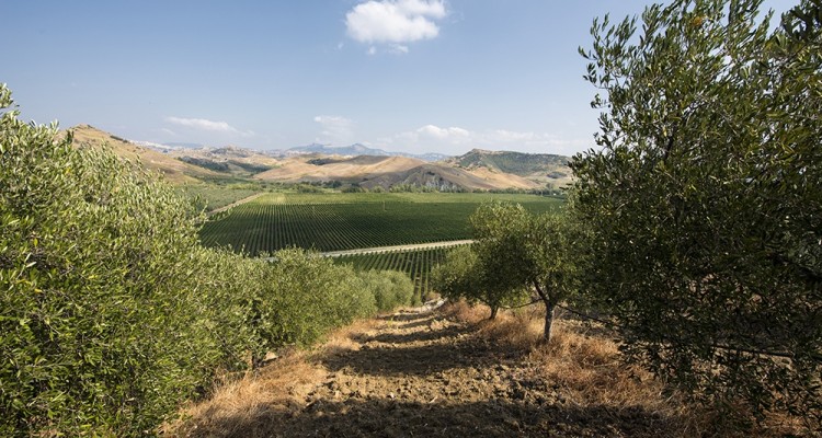Proposte enoturistiche per un’estate 100% green
