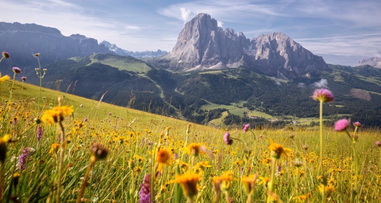 Flowering Dolomites, la fioritura in alta montagna