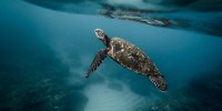 WWF: La lotta al Covid frena quella all'inquinamento da plastica