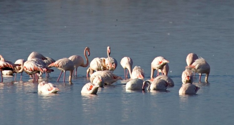 A tutta biodiversità: la tecnologia Huawei al servizio di tre Oasi del WWF Italia 