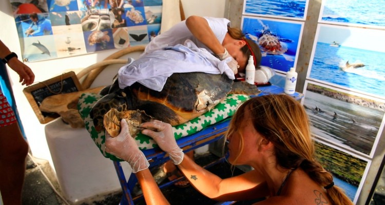 E.ON: inaugurato Pronto Soccorso per tartarughe marine sull’isola di Filicudi