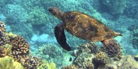 Tartarughe marine, già 10 i nidi in Sicilia seguiti dal WWF, 8 nel siracusano