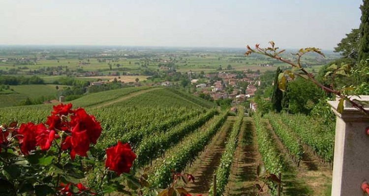 Una gita fuori porta alla scoperta di una cantina gioiello dell’oltrepò: Tenuta Mazzolino