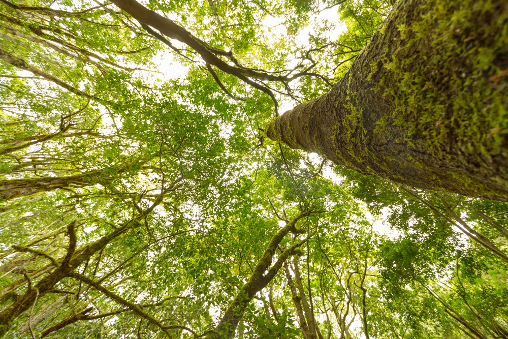 Ripristinare le foreste in Europa aumenterebbe le precipitazioni estive 