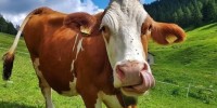 I microbi dello stomaco delle mucche sono mangia-plastica