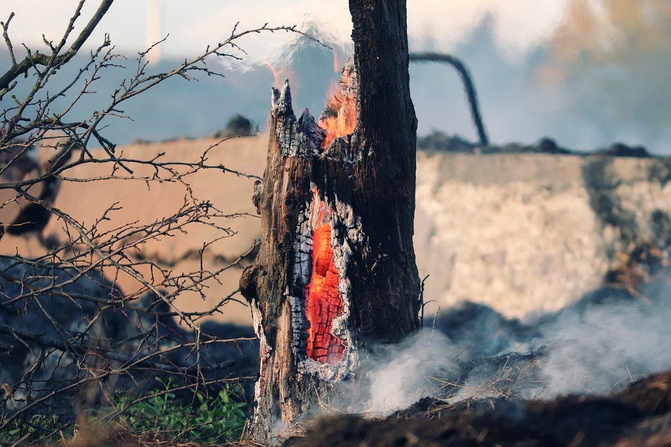 Incendi in Calabria, WWF: del parco dell'Aspromonte rischia di restare solo cenere