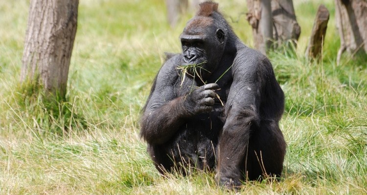 Oggi è la Giornata mondiale del Gorilla