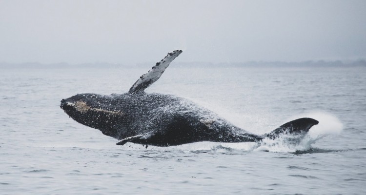 Cetacei, report WWF: rumore antropico sopportabile per l'uomo, deleterio per i cetacei