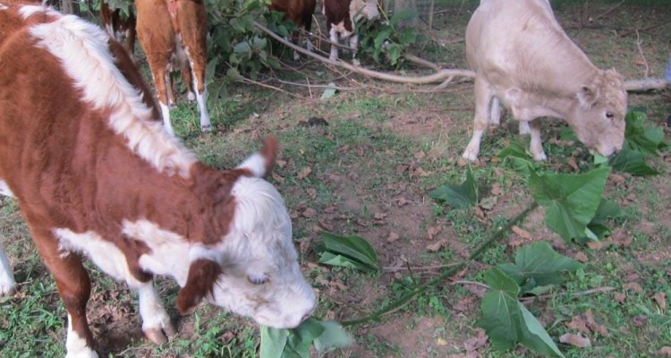 R1 Lease e 17tons svelano i primi dati del progetto di sostenibilità #19milakg