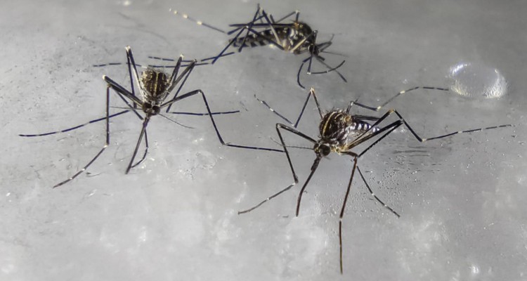 La zanzara coreana è arrivata in Lombardia