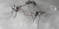 La zanzara coreana è arrivata in Lombardia