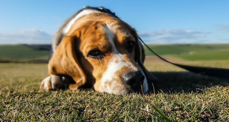 Cani e ansia da abbandono, è peggiorata con i lockdown