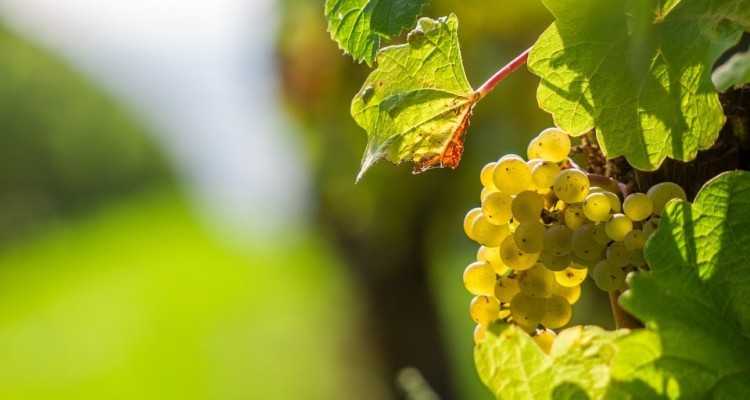 Gustare il Törggelen a Tirolo