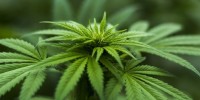 Cannabis terapeutica: dai bandi 10mila posti nei campi