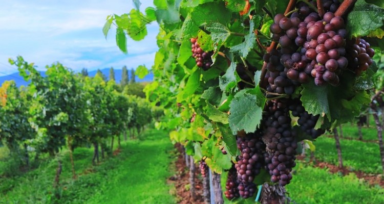 Maltempo, Coldiretti: sos per la vendemmia in pieno svolgimento