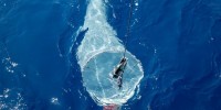 Oceani: svelata la biogeografia globale del plancton eucariotico