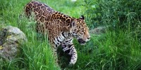 Oggi 29 novembre è la Giornata Internazionale del giaguaro