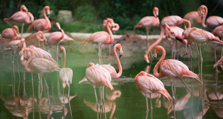 WWF Italia e HUAWEI presentano i primi riscontri del progetto “Guardiani della Natura”