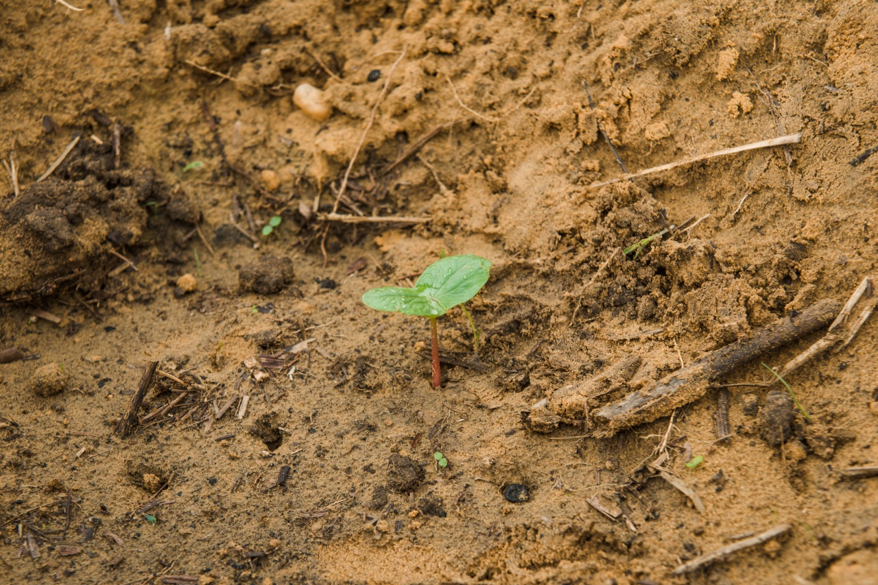 début de germination du champ de ricin à mboukou catrep début de germination du champ de ricin à mboukou catrep