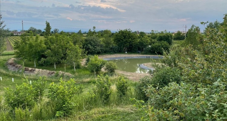  Flowe e zeroCO2: in programma la piantagione di 1.000 nuovi alberi in varie città d'Italia