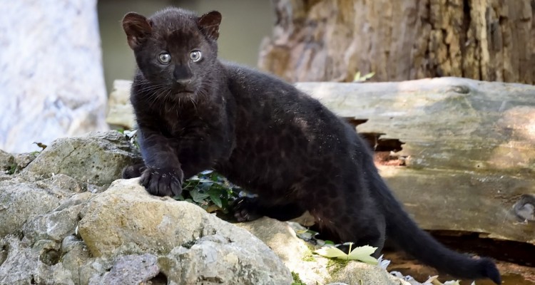  Al Parco Le Cornelle aperture straordinarie a dicembre