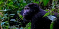 WWF: Gorilla, il gigante fragile che rischiamo di perdere