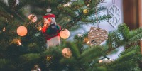 Albero di Natale, PEFC: "La scelta più sostenibile resta l'albero vero"