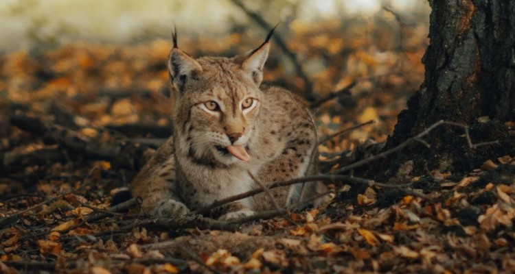 Il WWF festeggia il ritorno della lince iberica