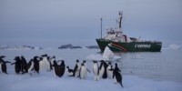 Greenpeace in Antartide per studiare alcune colonie di pinguini mai esaminate prima