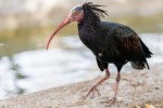 Arriva il primo albergo per gli ibis eremita