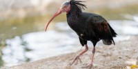 Arriva il primo albergo per gli ibis eremita