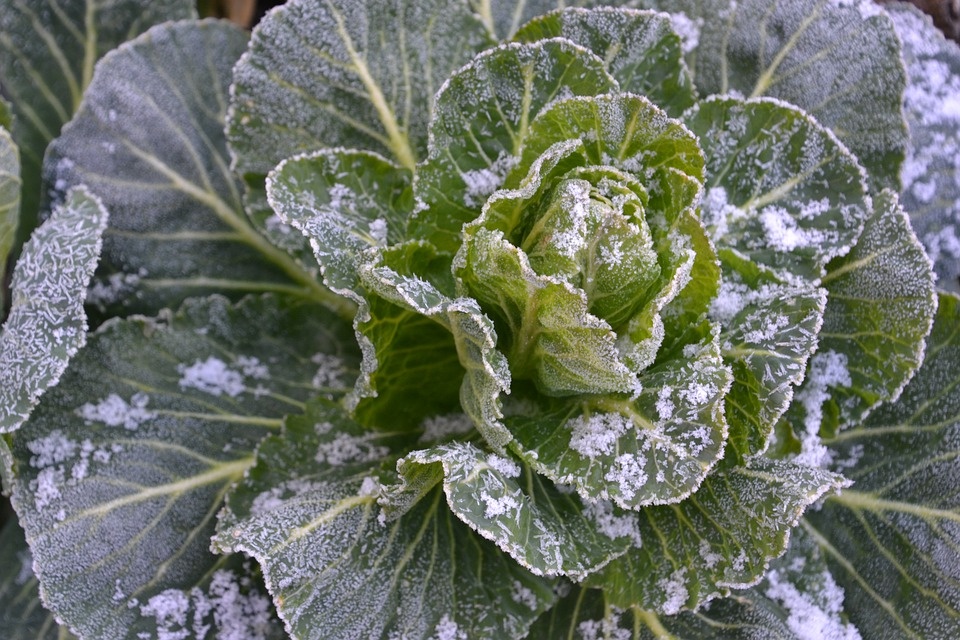 Maltempo: allarme gelo per frutta e verdura