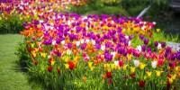 I tulipani di Trauttmansdorff: milioni di colori annunciano l'imminente primavera  