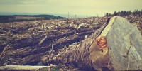 Deforestazione, WWF: estendere legge UE a tutti ecosistemi "mangiati" da consumatori europei