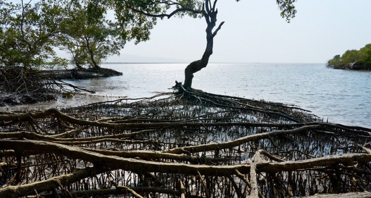 Apple si impegna in un progetto per tutelare le mangrovie