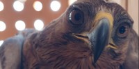 WWF: Torna in libertà Edna, giovanissima e rara Aquila di Bonelli