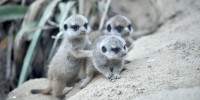 Parco Le Cornelle: nuovi cuccioli di Ibis Eremita, Pinguino di Humboldt e Suricati