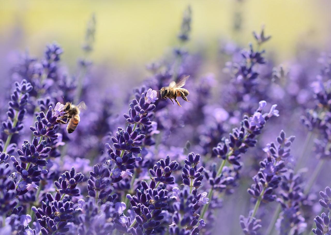 Anche i fungicidi possono avere effetti negativi sulla riproduzione delle api selvatiche