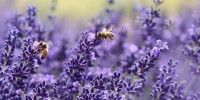 Anche i fungicidi possono avere effetti negativi sulla riproduzione delle api selvatiche