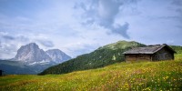 La fioritura in Val Gardena dà il benvenuto all’estate nella cornice delle Dolomiti 