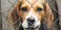 Cani: oltre 117 mila restituiti dopo la pandemia