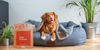 Giornata cane in ufficio: sempre più uffici pet-friendly