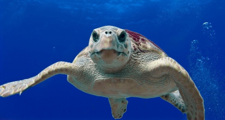 Oggi 16 giugno è il World Sea Turtle Day