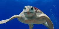 Oggi 16 giugno è il World Sea Turtle Day