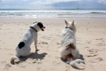 Cani e vacanze, i consigli per un'estate senza imprevisti