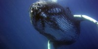 Cetacei, WWF: Mediterraneo fra aree chiave per megafauna marina
