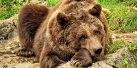Val di Concei (TN): morta durante la cattura l'orsa F43