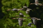 Gli uccelli stanno cambiando le proprie abitudini in risposta al cambiamento climatico